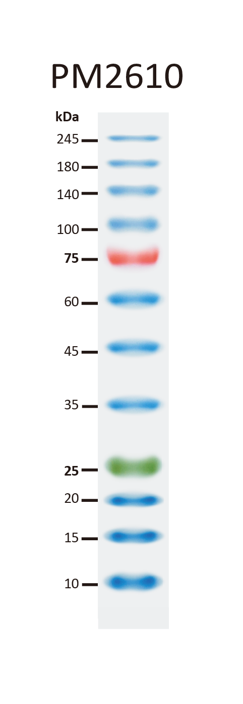 ExcelBand™ Enhanced 3-color High Range Protein Marker, 250 μl x 2
