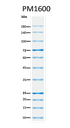 ExcelBand™ All Blue Regular Range Plus Protein Marker, 250 μl x 2