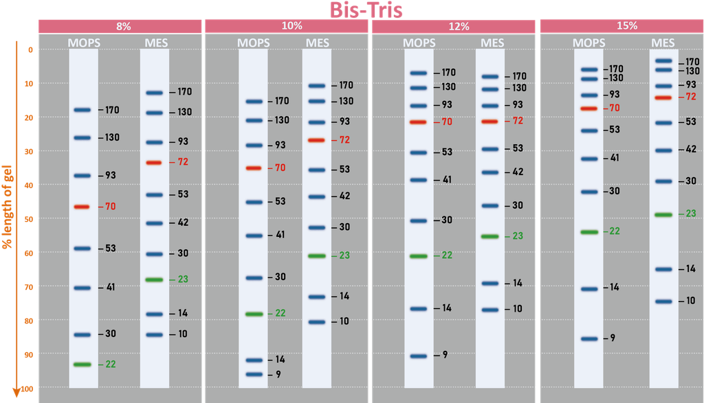 ExcelBand™ Enhanced 3-color Regular Range Protein Marker, 250 μl x 2