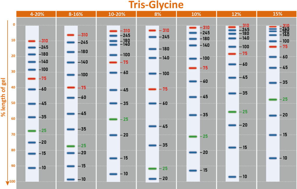 ExcelBand™ 3-color Extra Range Protein Marker, 250 μl x 2