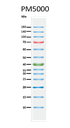 ExcelBand™ 3-color Pre-stained Protein Ladder, Regular Range, 250 μl x 2
