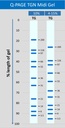 midiQPTG migration