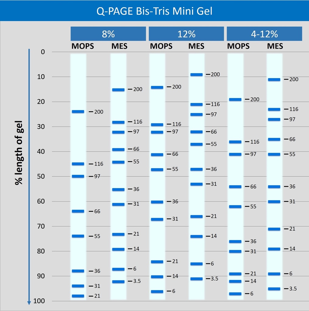 [QP2320] Q-PAGE™ Bis-Tris Precast Gel (Mini, 15 wells, 12%), 10 gels