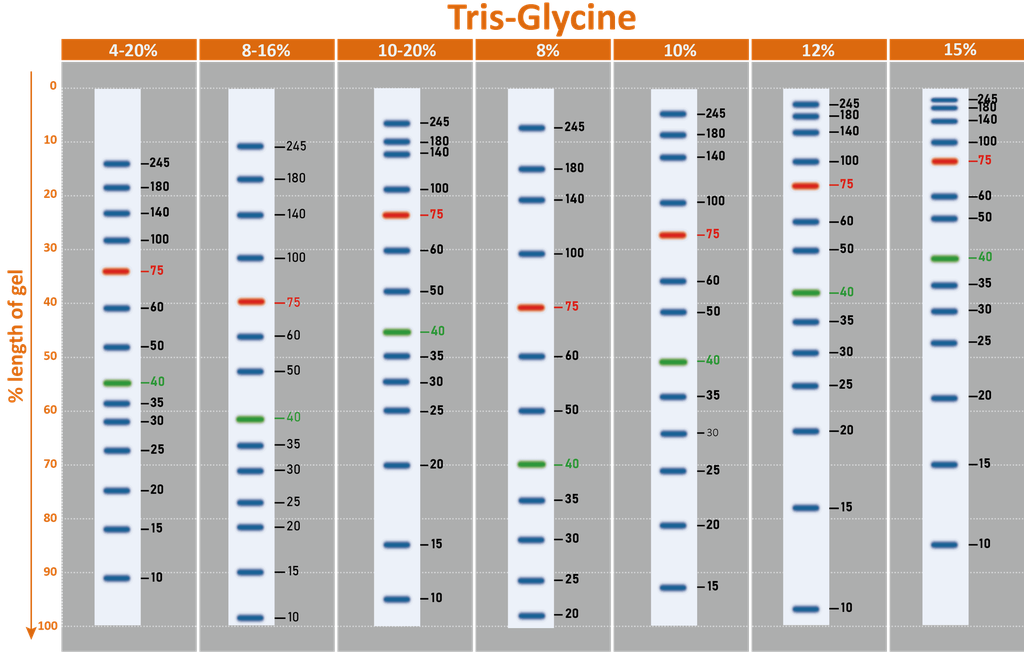 [PM5100] ExcelBand™ 3-color Pre-stained Protein Ladder, High Range (9-245 kDa), 250 μl x 2