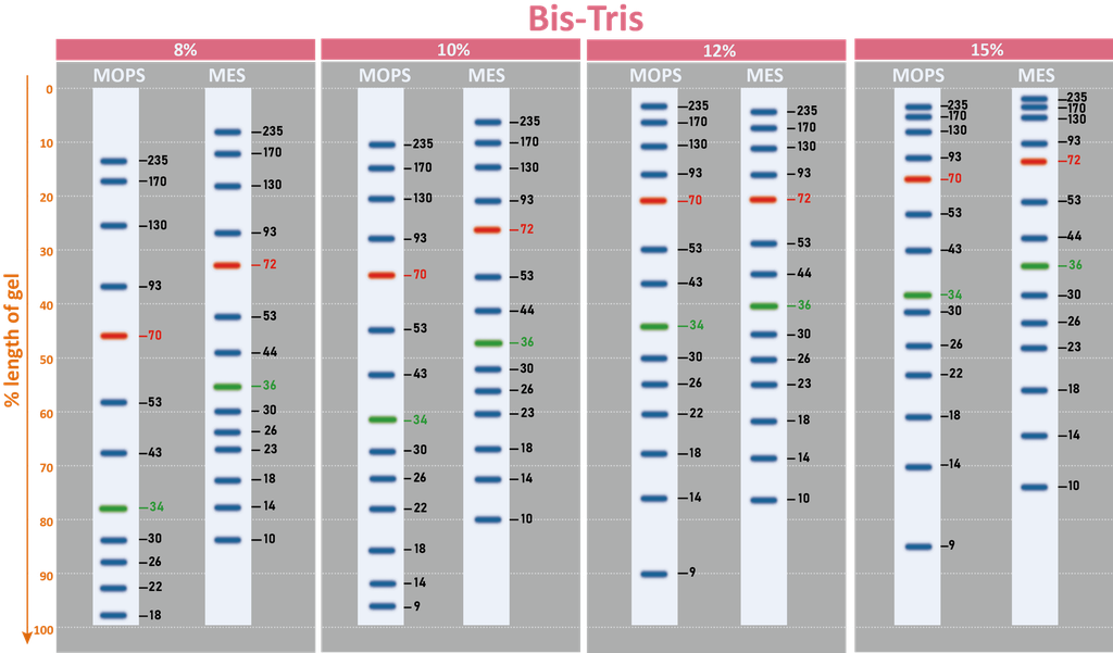[PM5100] ExcelBand™ 3-color Pre-stained Protein Ladder, High Range (9-245 kDa), 250 μl x 2