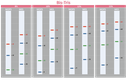 [WM1000] YesBlot™ Western Marker I, 250 μl