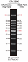 ExcelBand™ 100 bp DNA Ladder, 500 μl