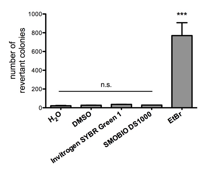 [DS1001] FluoroStain™ DNA Fluorescent Staining Dye (Green, 10,000X), 500 μl x 5 