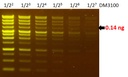 [NS1001] FluoroVue™ Nucleic Acid Gel Stain (10,000X), 500 μl x 5