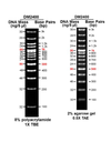 AccuBand™ 100 bp+3K DNA Ladder II, 500 ul