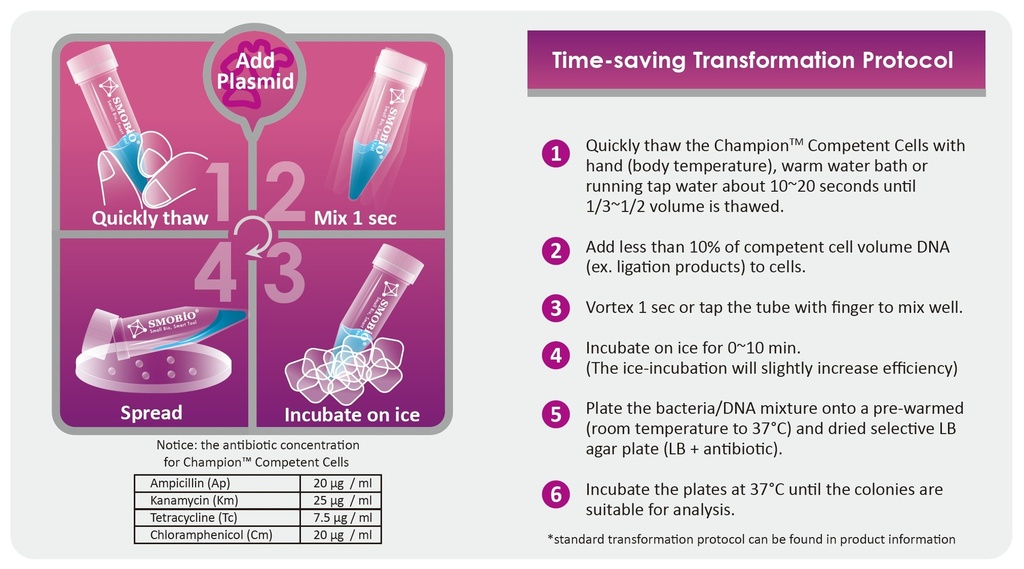 [CC5204] Champion™ DH5α High, 24 tubes (Region Limited)