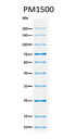ExcelBand™ All Blue Regular Range Protein Marker, 250 μl x 2