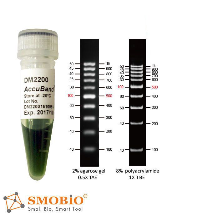 [DM2200] [DM2200] AccuBand™ 100 bp DNA Ladder II, 500 μl