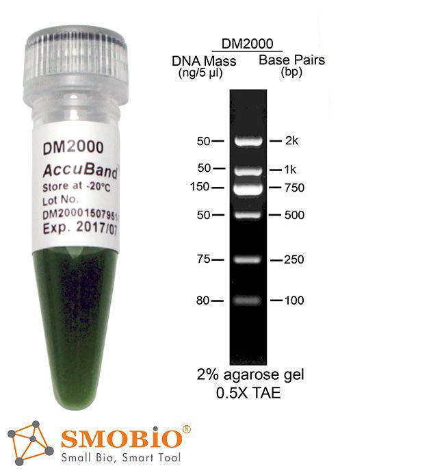 [DM2000] [DM2000] AccuBand™ 100 bp DNA Marker II, 500 μl