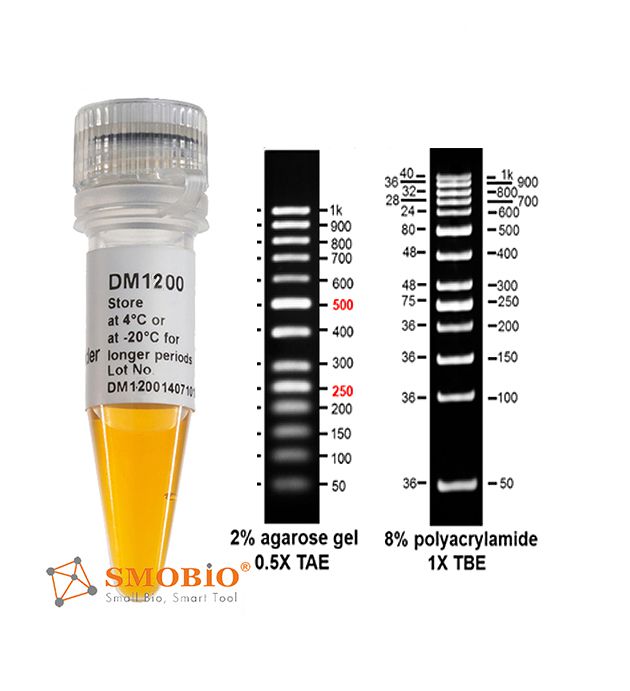 [DM1200] [DM1200] AccuBand™ 50 bp DNA Ladder II, 500 μl