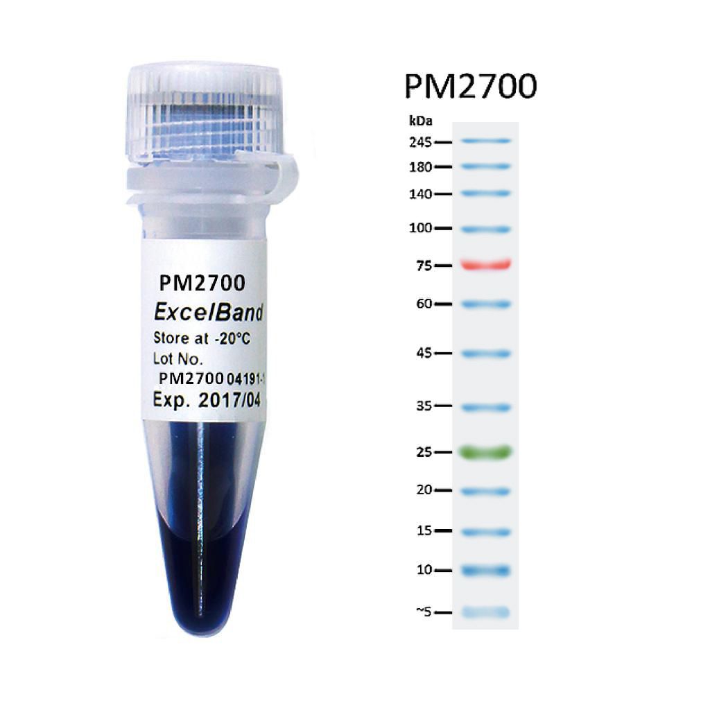 [PM2700] [PM2700] ExcelBand™ 3-color Broad Range Protein Marker (3.5-245 kDa), 250 μl x 2