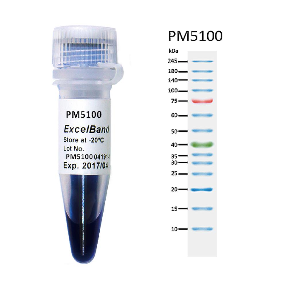 [PM5100] [PM5100] ExcelBand™ 3-color Pre-Stained Protein Ladder, High Range (9-245 kDa), 250 μl x 2