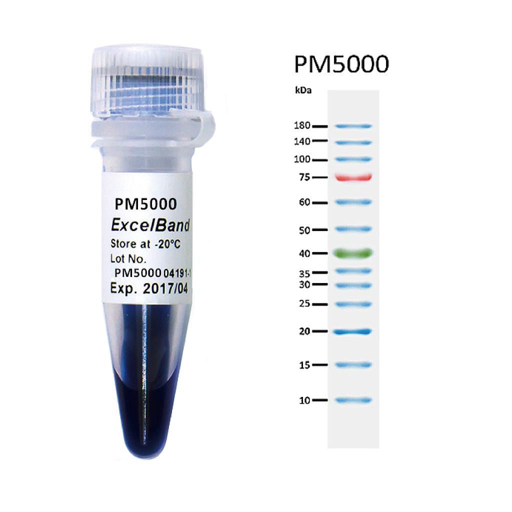 [PM5000] [PM5000] ExcelBand™ 3-color Pre-Stained Protein Ladder, Regular Range (9-180 kDa), 250 μl x 2