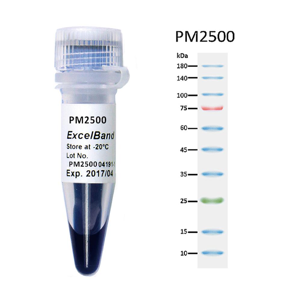 [PM2500] [PM2500] ExcelBand™ 3-color Regular Range Protein Marker (9-180 kDa), 250 μl x 2