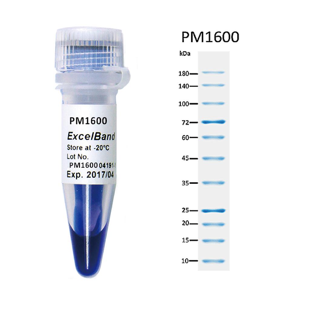 [PM1600] [PM1600] ExcelBand™ All Blue Regular Range Plus Protein Marker (9-180 kDa), 250 μl x 2
