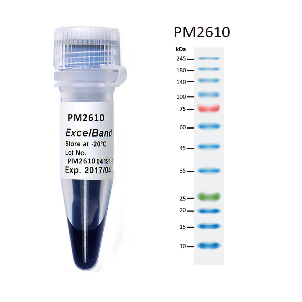 [PM2610] [PM2610] ExcelBand™ Enhanced 3-color High Range Protein Marker (9-245 kDa), 250 μl x 2