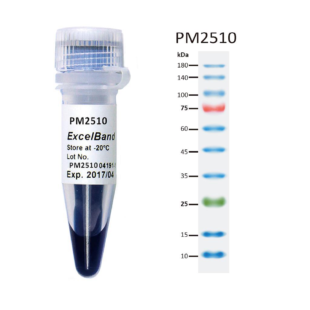 [PM2510] [PM2510] ExcelBand™ Enhanced 3-color Regular Range Protein Marker (9-180 kDa), 250 μl x 2