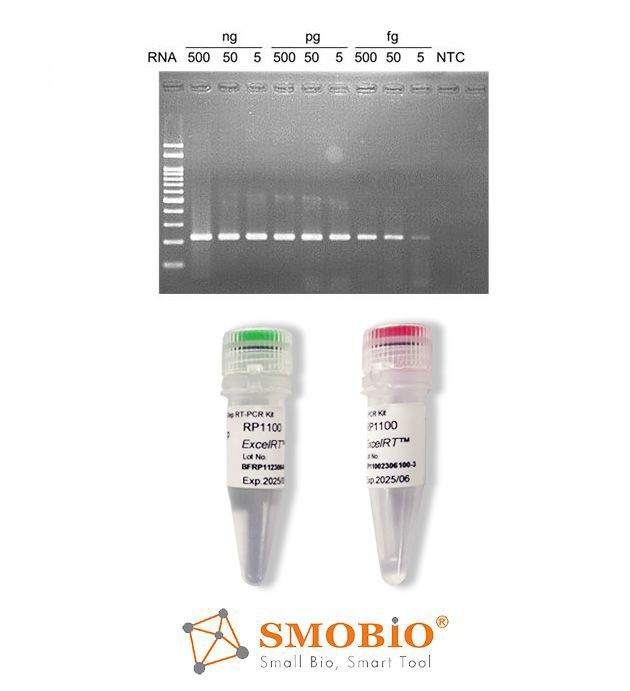[RP1100] [RP1100] ExcelRT™ One-Step RT-PCR Kit, 50 RXN