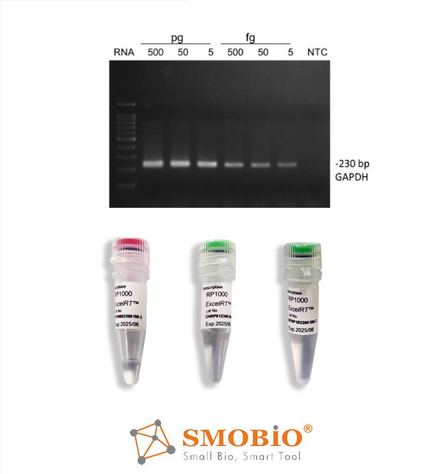 [RP1000] [RP1000] ExcelRT™ Reverse Transcriptase, 200 U/μl, 20000 U