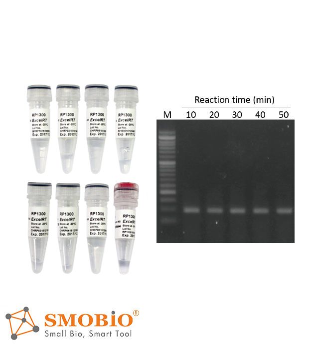 [RP1300] [RP1300] ExcelRT™ Reverse Transcription Kit, 100 RXN