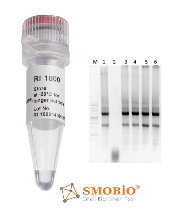 [RI1000] [RI1000] RNAok™ RNase Inhibitor, 20 U/μl, 2000 U