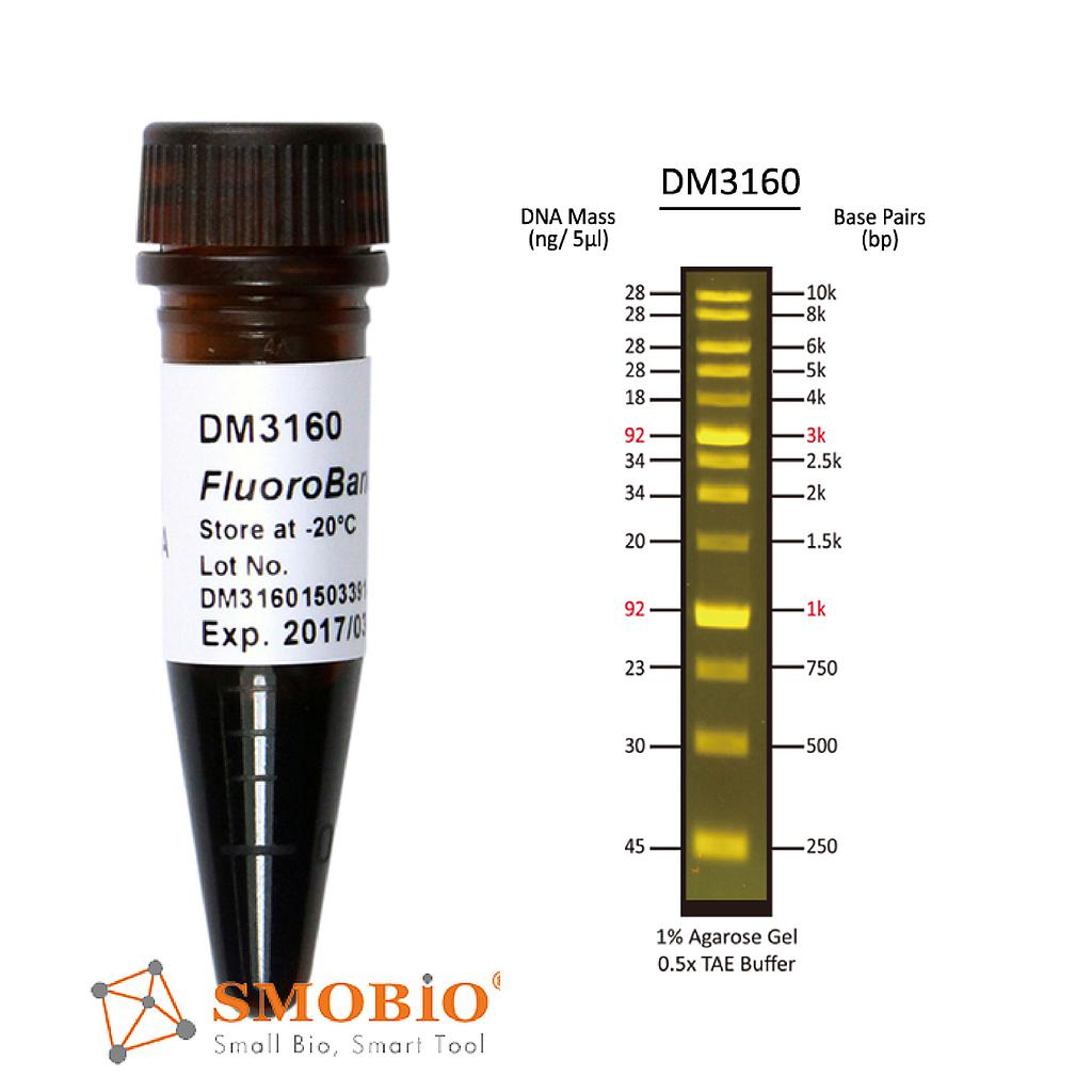[DM3160] [DM3160] FluoroBand™ 1 KB (0.25-10 kb) Fluorescent DNA Ladder, 500 μl