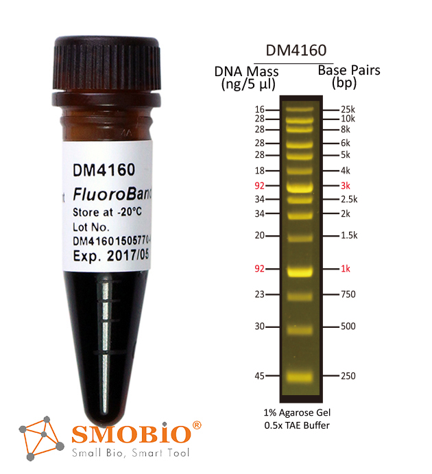 [DM4160] [DM4160] FluoroBand™ XL 25 kb Fluorescent DNA Ladder, Broad Range (up to 25 kb), 500 μl