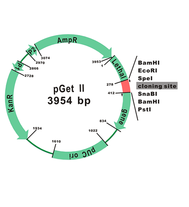 [CV1100] [CV1100] GetClone™ PCR Cloning Vector II, 20 RXN