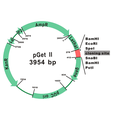 [CV1100] GetClone™ PCR Cloning Vector II, 20 RXN