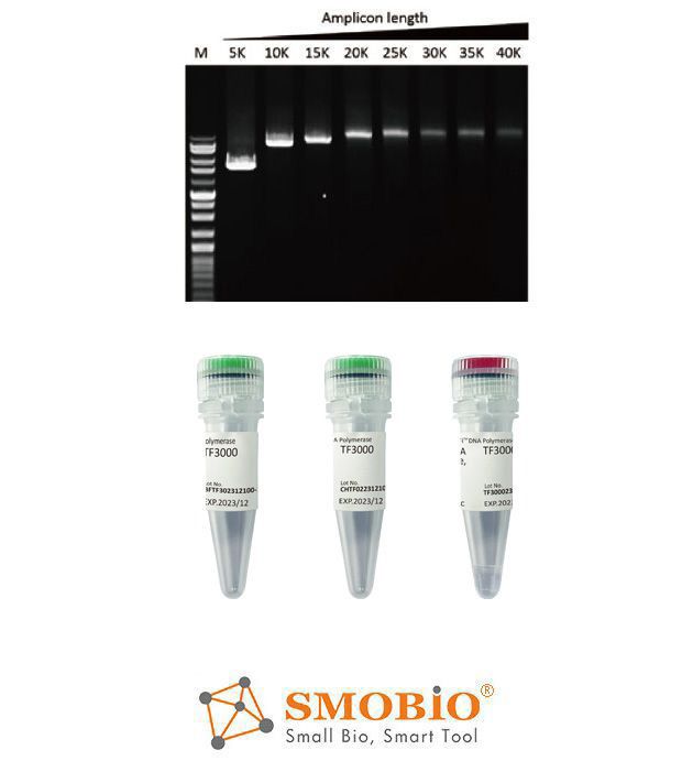 [TF3000] [TF3000] G-HiFi™ DNA Polymerase, 1 U/μl, 100 U
