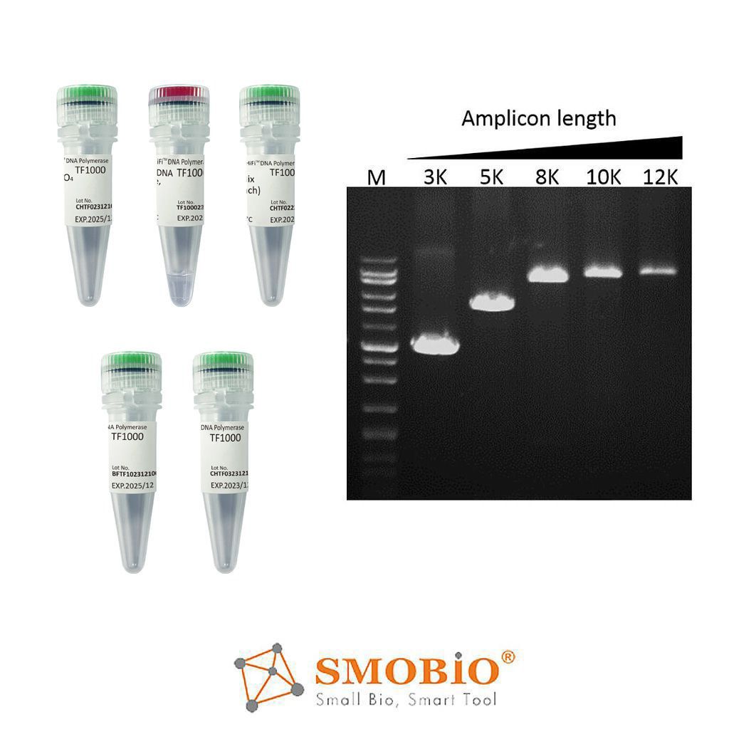 [TF1000] [TF1000] SMO-HiFi™ DNA Polymerase, 1 U/μl, 100 U