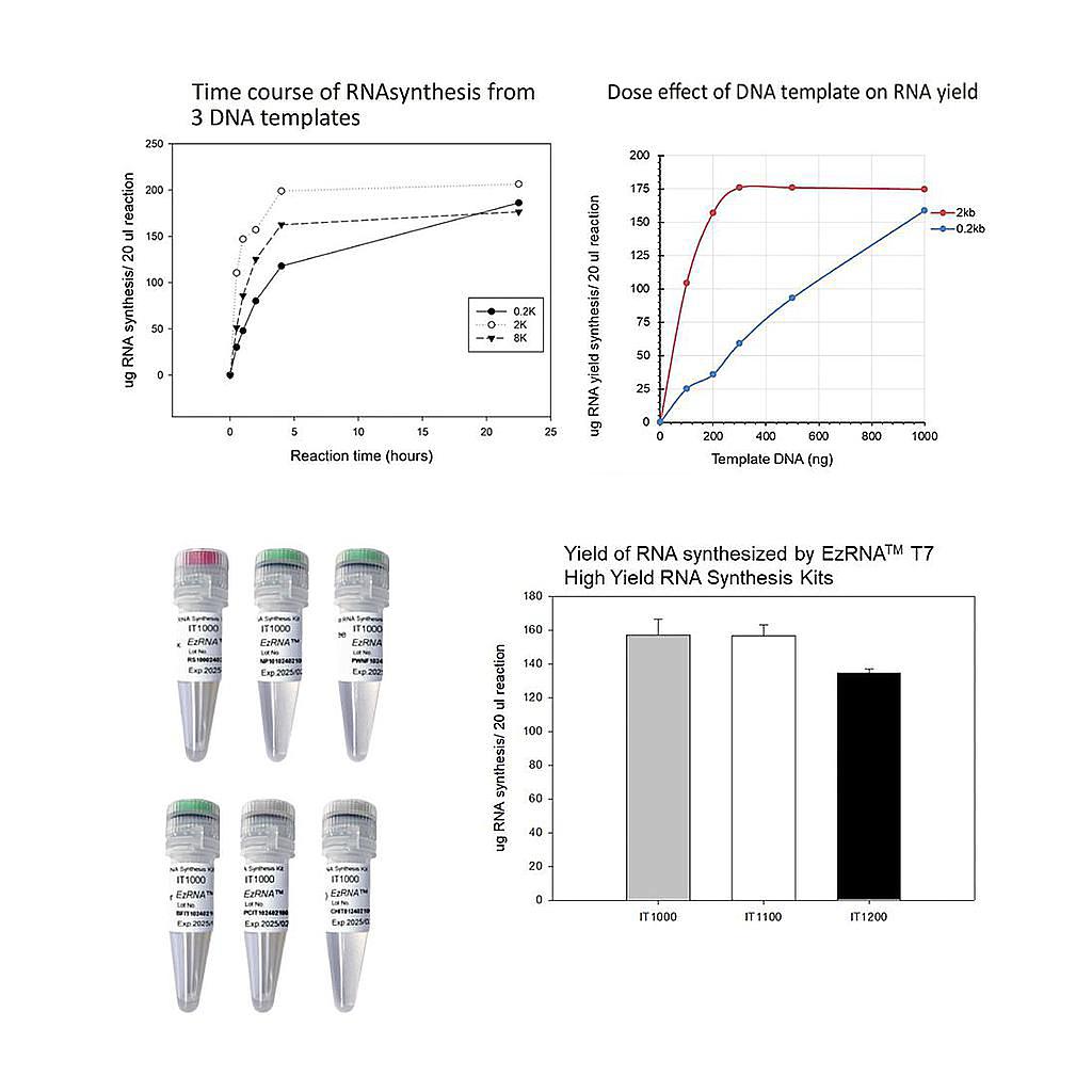 [IT1000] 【IT1000】EzRNA™ T7 High Yield RNA Synthesis Kit, 50 RXN