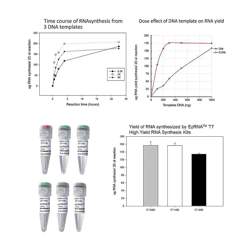 [IT1100] 【IT1100】EzRNA™ T7 High Yield RNA Synthesis Kit (Ψ-UTP), 50 RXN