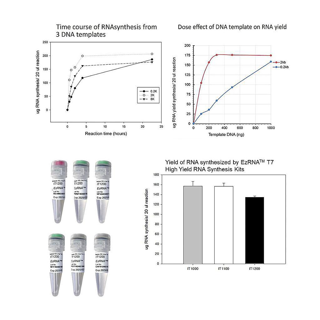[IT1200] 【IT1200】EzRNA™ T7 High Yield RNA Synthesis Kit (me1Ψ-UTP), 50 RXN