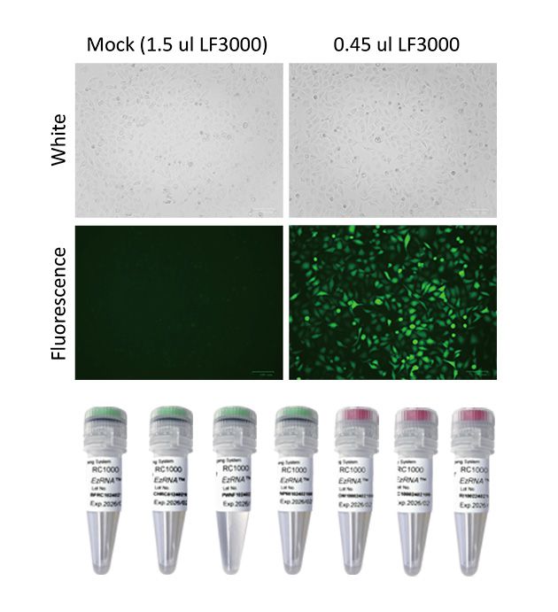 【RC1000】EzRNA™ RNA Capping System, 50 RXN